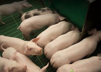 Свинина живою масою перед Великоднем подорожчала на 5,5% – Економіка