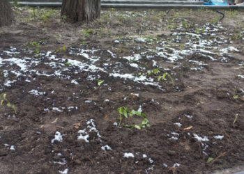 Київзеленбуд у січні садив квіти, щоб приховати зрив ремонтів | ПРО ГОЛОВНЕ