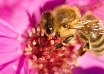 Масова загибель бджіл на Київщині: причини та наслідки