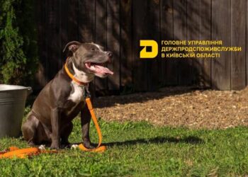 На Київщині проведуть щеплення домашніх тварин проти сказу: графік