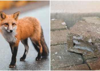 На Київщині проведуть заходи з імунізації диких тварин від сказу