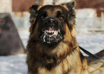 На Київщині виявили сказ у домашньої тварини