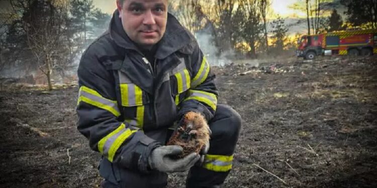 На Вишгородщині рятувальники врятували з вогню їжачка