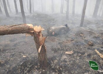 Понад 40 гектарів лісу пошкоджено на Київщині внаслідок масованих атак