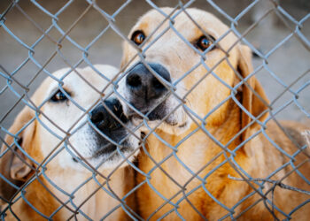 Притулок “Сіріус” на Київщині після скандалу: як живуть тварини та чому допомога потрібна щодня