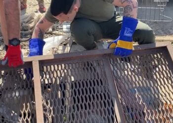 У Борисполі з сміттєзвалища евакуйовують знесилених собак