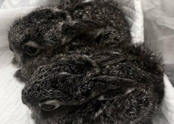 У Центрі порятунку диких тварин на Київщині через російську атаку загинули зайченята