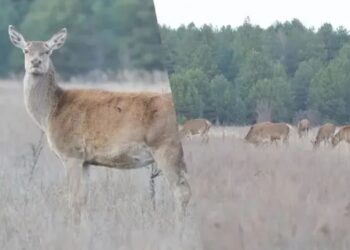 У Чорнобилі помітили нове стадо оленів