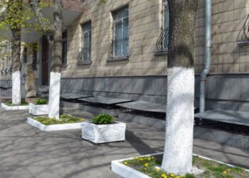 У Львові скасували білення дерев і бордюрів | ПРО ГОЛОВНЕ