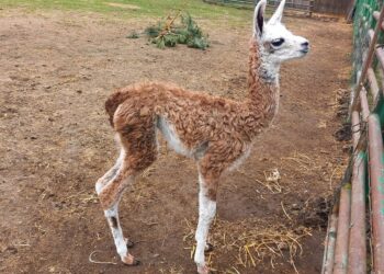 У Вінницькому зоопарку народилося дитинча лами. Фото