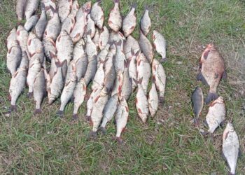 У Вишгородському районі виявили порушника з уловом на понад 100 тис грн