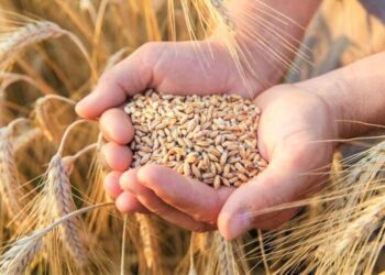 Україна зменшила експорт зернових у 2024/2025 маркетинговому році |