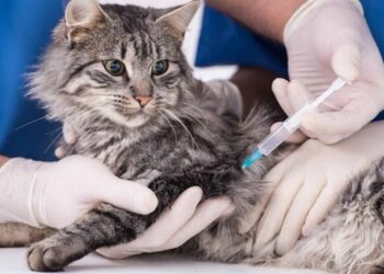 В Обухівській громаді на наступному тижні проведуть вакцинацію домашніх улюбленців від сказу