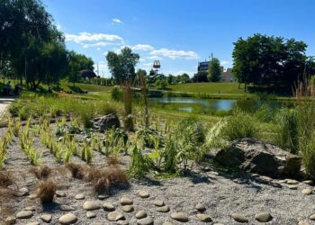 Висадка декоративних луків у Києві – які ще є ініціативи з озеленення міста | ПРО ГОЛОВНЕ