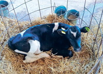 Телятам за діареї призначають оральні регідратаційні розчини – Економіка