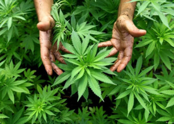 На Житомирщині запустили найбільший у країні завод з переробки конопель за $25 млн Економіка