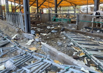 На двох харківських фермах загинула худоба внаслідок атак російських дронів – Економіка