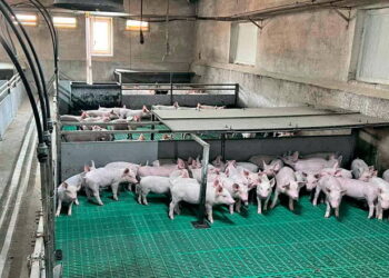 Освітленість на свинофермі допомагає профілактувати захворювання тварин – Економіка