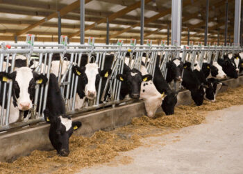 Співвласник SoftServe та засновник Моршинської будують корівник на 2000 голів біля Моршина Економіка