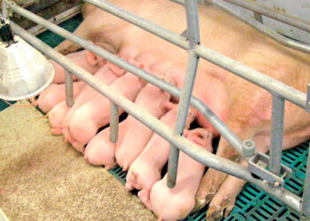 Хвіст поросяти вкорочують до стандартної довжини – Економіка