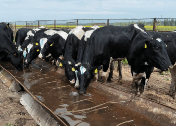 Понад 600 корів перевезли з небезпечних районів Сумщини на захід країни – Економіка