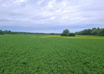 «Агрейн»  засіє люцерною понад 100 га, щоб годувати нею ВРХ – Економіка