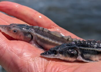 У Дунай вселили понад 30 тис. червонокнижних осетрових риб – Економіка