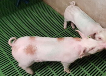 Хвіст у поросят легше й дешевше вкоротити, щоб не накликати проблеми – Економіка
