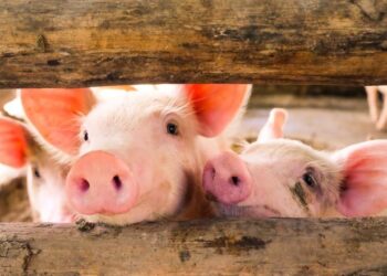 Ціни закупівлі свиней забійних кондицій кілька тижнів стабільні – Економіка