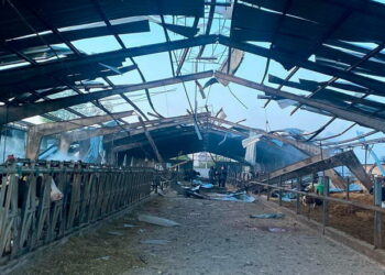 На харківській фермі через атаку дронів загинуло 22 корови – Економіка