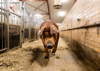 Контакт свиноматок із кнурами ‒ запорука швидкого приходу в охоту – Економіка