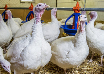 Колібактеріоз у дорослих індиків і молодняку перебігає по-різному – Економіка