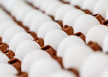 Вітчизняні яйця експортуватимуть до Канади – Економіка