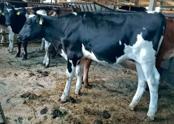 «Еліт-Мілк» підстраховує телиць природним осіменінням на додачу до штучного – Економіка