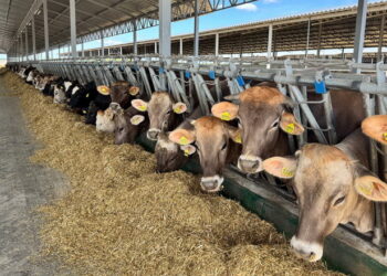 Сумське господарство має намір отримати статус племінного репродуктора ВРХ – Економіка