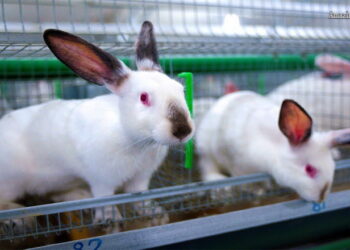 Торік підприємства на 30,6% збільшили поголів’я кролів – Економіка