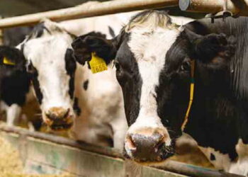 У чернігівському господарстві виявили лейкоз у ВРХ – Економіка