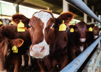 Ще понад 390 млн грн дотацій спрямують на утримання корів, овець і кіз – Економіка