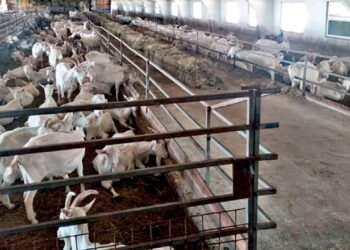 «Українець Агро» годує кіз лише натуральними кормами – Економіка