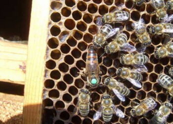 У 2024 році кількість бджолосімей скоротилася на 5,7% – Економіка