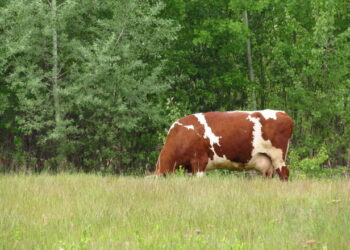 Фермерські господарства отримали перші цього року дотаційні виплати на утримання корів і кіз/овець – Економіка
