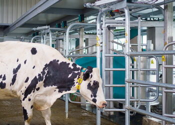 Промисловий сегмент у 2024 році виробив 3 млн тонн молока – Економіка