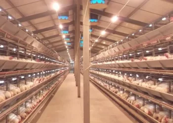 Не рекомендується вирощувати курей за постійного освітлення – Економіка