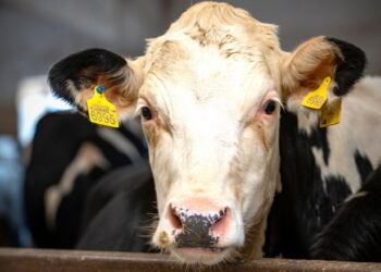 Як лікують і профілактують везикулярний стоматит – Економіка