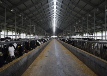 Теплоізоляційні матеріали не дозволять корівнику перегріватися влітку – Економіка