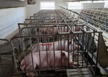 Як поліпшити репродуктивність свиноматок – Економіка