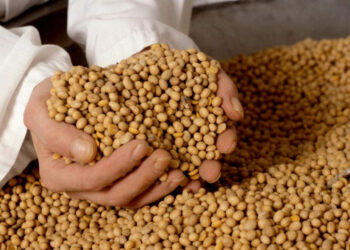 IFC надасть $40 млн агрохолдингу Астарту для заводу з виробництва соєвого концентрату Економіка