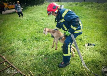 Маленьке життя — велика справа: рятувальники врятували козеня