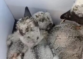 На Обухівщині мама-лелека загинула, рятуючи пташенят під час російської атаки (ВІДЕО)