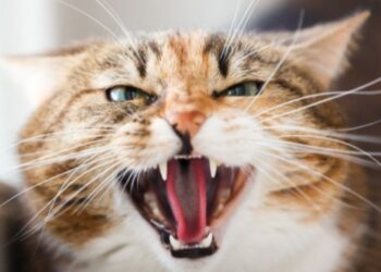 На Вишгородщині виявили сказ у домашньої тварини